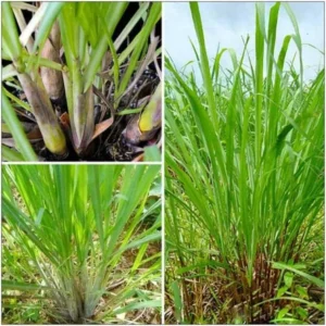 Lemongrass Plants Live: 2 Lemon Grass Plants in 4 Inch Pot, Culinary Herb