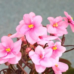 Light Pink African Violet Plant - 4 Inch Potted Indoor Houseplant