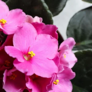 Light Pink African Violet Plant - 4 Inch Potted Indoor Houseplant