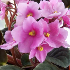 Light Pink African Violet Plant - 4 Inch Potted Indoor Houseplant