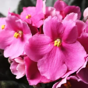 Light Pink African Violet Plant - 4 Inch Potted Indoor Houseplant