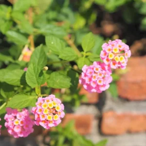 Light Pink Lantana Live Plants - 6 Pack Outdoor 4 Inch Pots