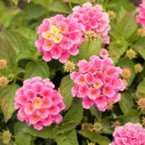 Light Pink Lantana Live Plants - 6 Pack Outdoor 4 Inch Pots