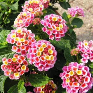 Light Pink Lantana Live Plants - 6 Pack Outdoor 4 Inch Pots