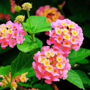 Light Pink Lantana Plants - Live Perennial Flowers - Set of 4 Starters