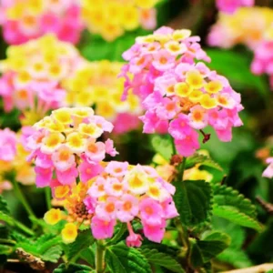 Light Pink Lantana Plants - Live Perennial Flowers - Set of 4 Starters