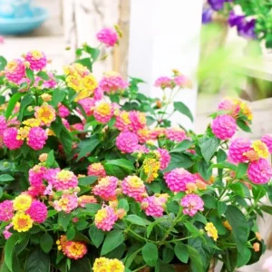 Light Pink Lantana Plants - Live Perennial Flowers - Set of 4 Starters