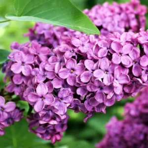 Lilac Plant Live Plant for Planting Outdoors - Lilac Tree Live Plant, Lilac Bushes Live Plant