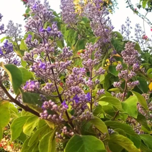 Lilac Plant Live Plant for Planting Outdoors - Lilac Tree Live Plant, Lilac Bushes Live Plant