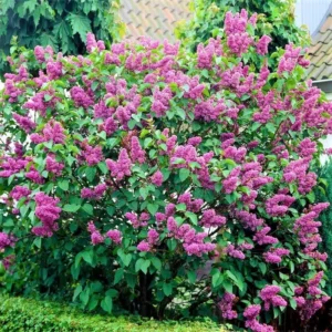 Lilac Plants Live: Purple Lilac Tree Shrub, 2-2.5 Feet Tall, Ready to Plant