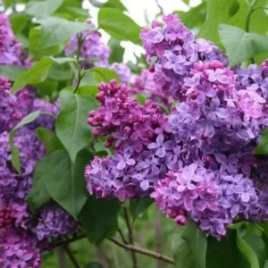 Lilac Plants Live: Purple Lilac Tree Shrub, 2-2.5 Feet Tall, Ready to Plant