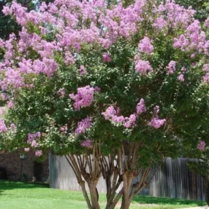 Lilac Plants Live: Purple Lilac Tree Shrub, 2-2.5 Feet Tall, Ready to Plant