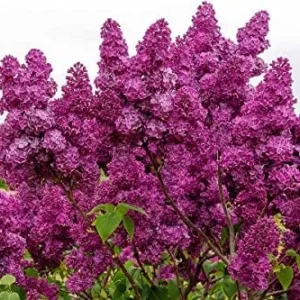 Lilac Plants Live: Purple Lilac Tree Shrub, 2-2.5 Feet Tall, Ready to Plant