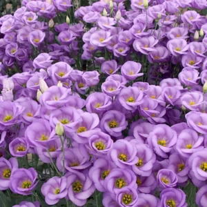 Lisianthus Eustoma Live Plants - Texas Bluebell Thornless Love Rose Spring Bloom Starter