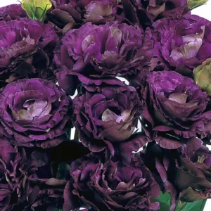 Lisianthus Eustoma Live Plants - Texas Bluebell Thornless Love Rose Spring Bloom Starter