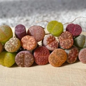 Lithops Live Plants 20 Mix Succulents Living Stones 0.5-0.6 Inch - Planting Rocks