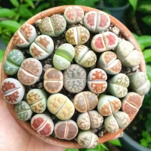 Lithops Live Plants 20 Mix Succulents Living Stones 0.5-0.6 Inch - Planting Rocks