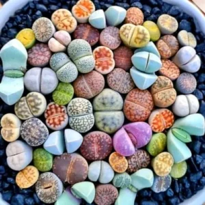 Lithops Live Plants 20 Mix Succulents Living Stones 0.5-0.6 Inch - Planting Rocks