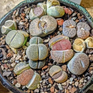 Lithops Live Plants 20 Mix Succulents Living Stones 0.5-0.6 Inch - Planting Rocks