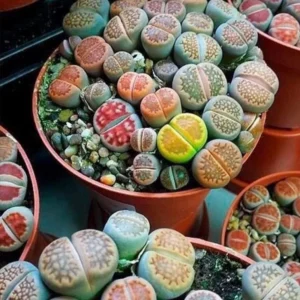 Lithops Live Plants 20 Mix Succulents Living Stones 0.5-0.6 Inch - Planting Rocks