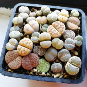 Lithops Live Plants 20 Mix Succulents Living Stones 0.5-0.6 Inch - Planting Rocks