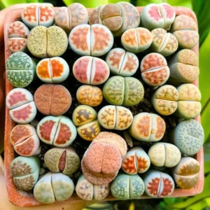 Lithops Live Plants - 20 Mixed Succulent Living Stones Cactus Flowers