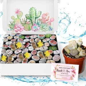 Lithops Live Plants - 20 Mixed Succulent Living Stones Cactus Flowers