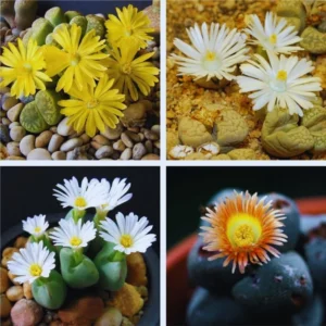 Lithops Live Plants - 20 Mixed Succulent Living Stones Cactus Flowers