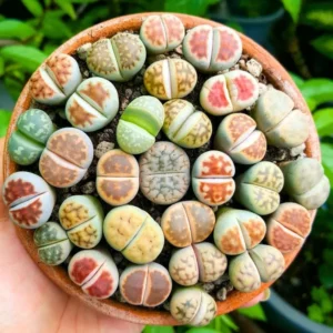 Lithops Live Plants - 20 Mixed Succulent Living Stones Cactus Flowers