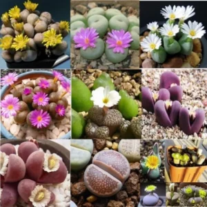 Lithops Live Plants - 20 Mixed Succulent Living Stones Cactus Flowers