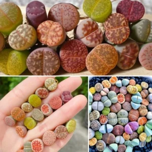 Lithops Live Plants Mix - 10 Large Colorful Living Stones Succulents for Indoor/Outdoor Growing