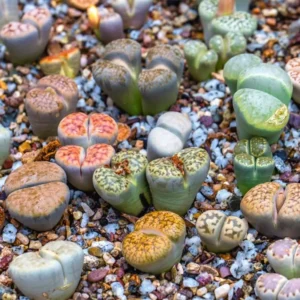 Lithops Live Plants Mix - 20 Colorful Living Stones Succulents