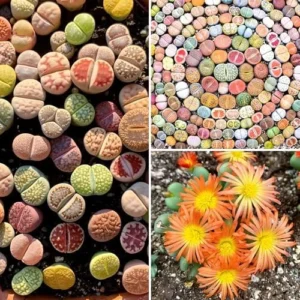 Lithops Live Plants Mix - 20 Colorful Living Stones Succulents