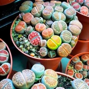 Lithops Live Plants Mix - 30 Colorful Succulents - Living Stones for Indoor/Outdoor Planting