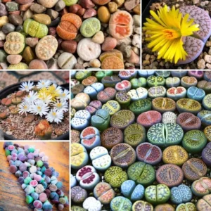 Lithops Live Plants Mix - 30 Colorful Succulents - Living Stones for Indoor/Outdoor Planting