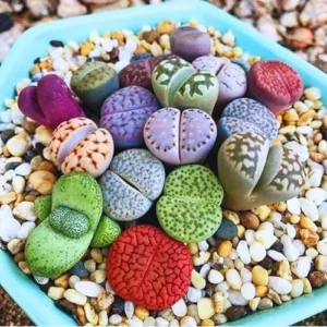 Lithops Live Plants Mix - 30 Colorful Succulents - Living Stones for Indoor/Outdoor Planting