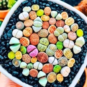 Lithops Live Plants Mix - 30 Colorful Succulents - Living Stones for Indoor/Outdoor Planting