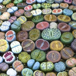 Lithops Live Plants Mix - Colorful Succulents - Living Stones - 20 Count