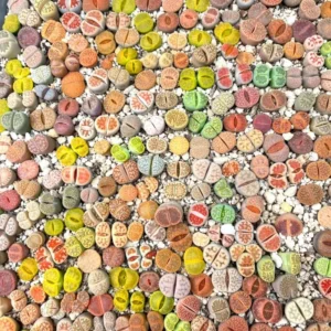 Lithops Live Plants Mix - Colorful Succulents - Living Stones - 20 Count