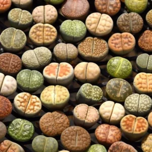 Lithops Live Plants Mix - Colorful Succulents - Living Stones - 20 Count