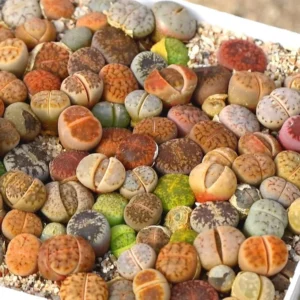 Lithops Live Plants Mix - Colorful Succulents - Living Stones - 20 Count