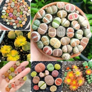 Lithops Live Plants Mix - Colorful Succulents - Living Stones - 20 Count