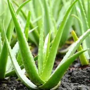 Live Aloe Vera Plant 4 Inch Potted Indoor Succulent Garden Plant