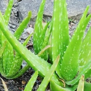 Live Aloe Vera Plant - 4 Inch Potted Succulent - Indoor Air Purifier