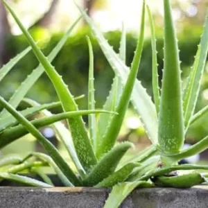 Live Aloe Vera Plant - 4 Inch Potted Succulent - Indoor Air Purifier