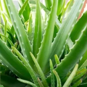 Live Aloe Vera Plant - 4 Inch Potted Succulent - Indoor Air Purifier