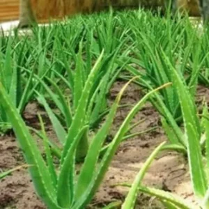 Live Aloe Vera Plant - 4 Inch Potted Succulent - Indoor Air Purifier