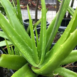 Live Aloe Vera Plant - 4 Inch Potted Succulent - Indoor Air Purifier