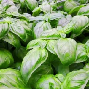 Live Basil Plants Set - 2 Sweet Basil Plants in 4 Inch Pots