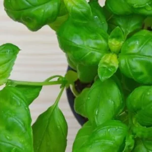 Live Basil Plants Set - 2 Sweet Basil Plants in 4 Inch Pots